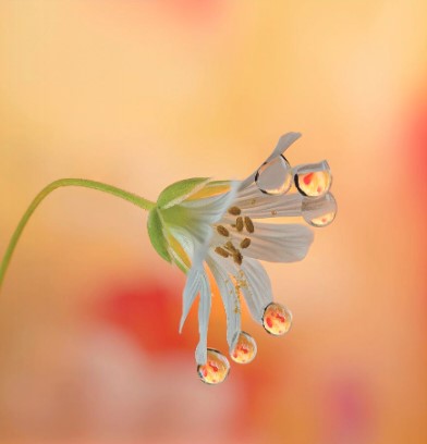 France photographie N287 proxi photo